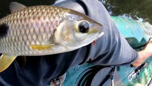 Piau Cabe A Gorda Peixe Origem Caracter Sticas Reprodu O