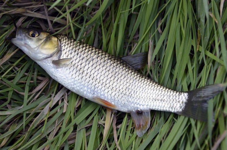 Tainha peixe características curiosidades reprodução alimentação