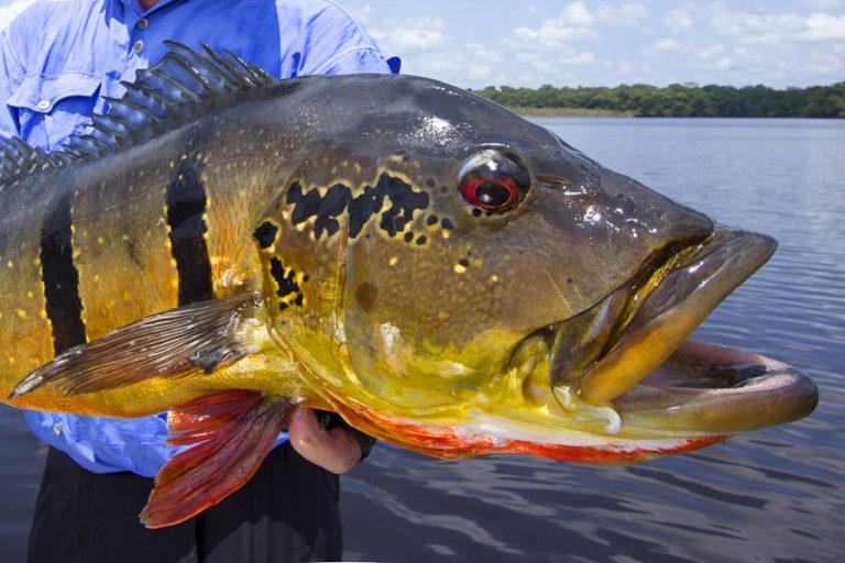 Tucunar A U Peixe Caracter Sticas Reprodu O Alimenta O Habitat E