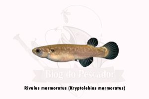 Tipos De Peixes Que Respiram Fora Da Gua Blog Do Pescador