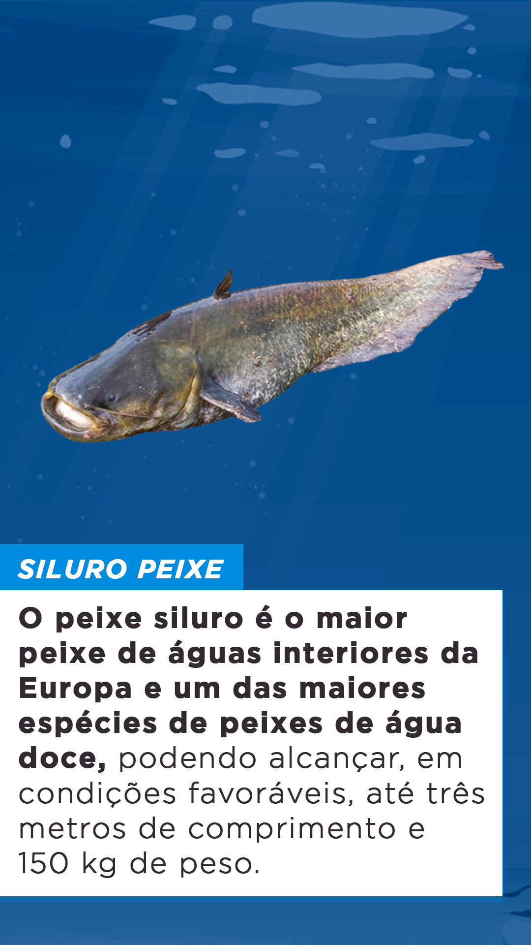 Nomes De Peixe De Couro Librain