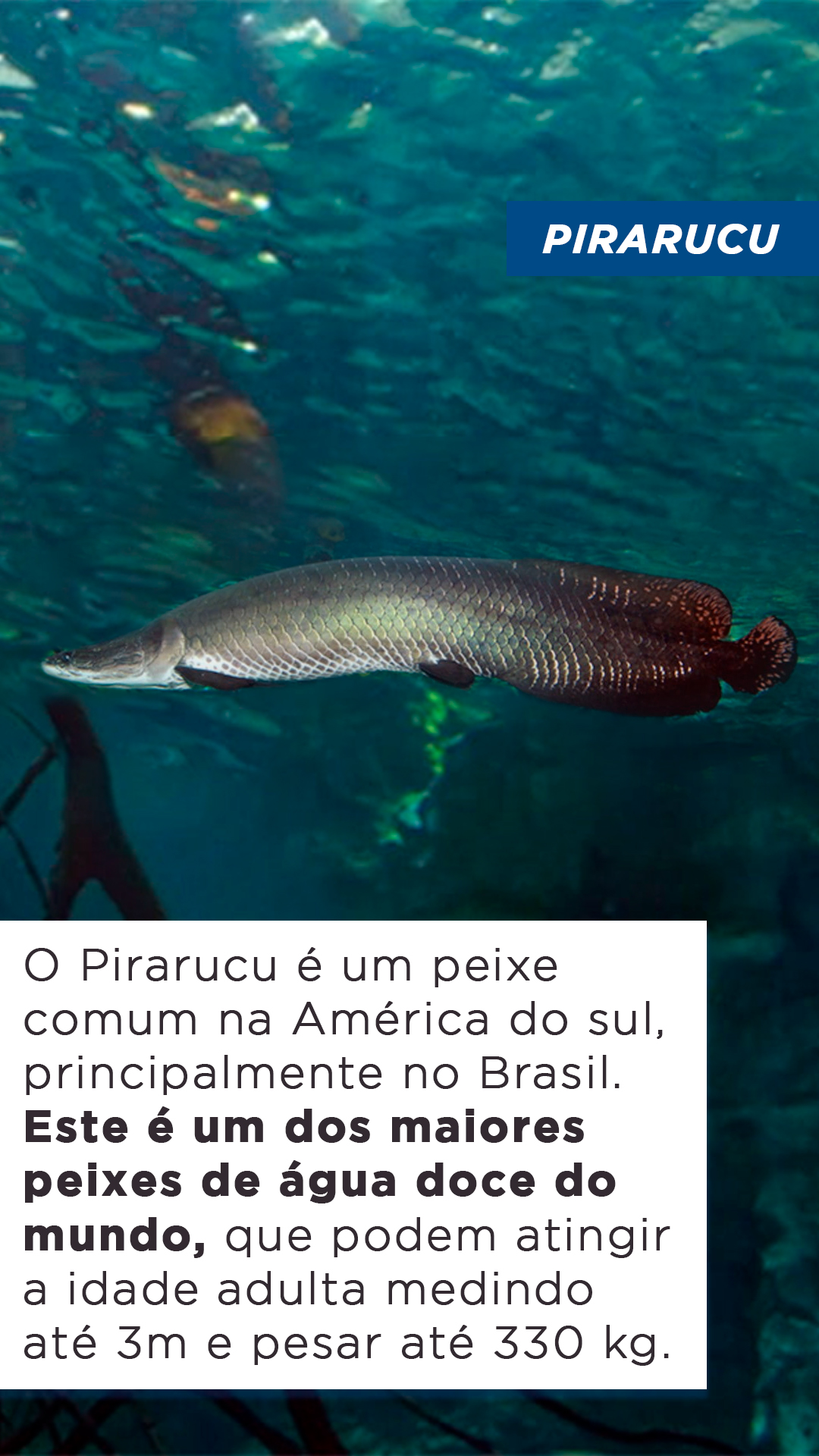 Top 10 maiores peixes de água doce do mundo Blog do Pescador