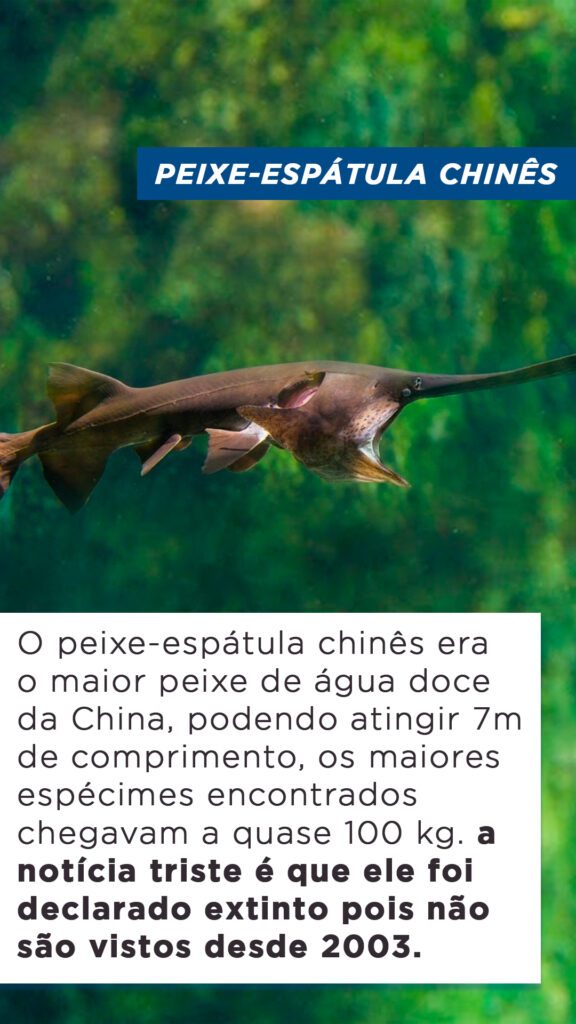 Top Maiores Peixes De Gua Doce Do Mundo Blog Do Pescador