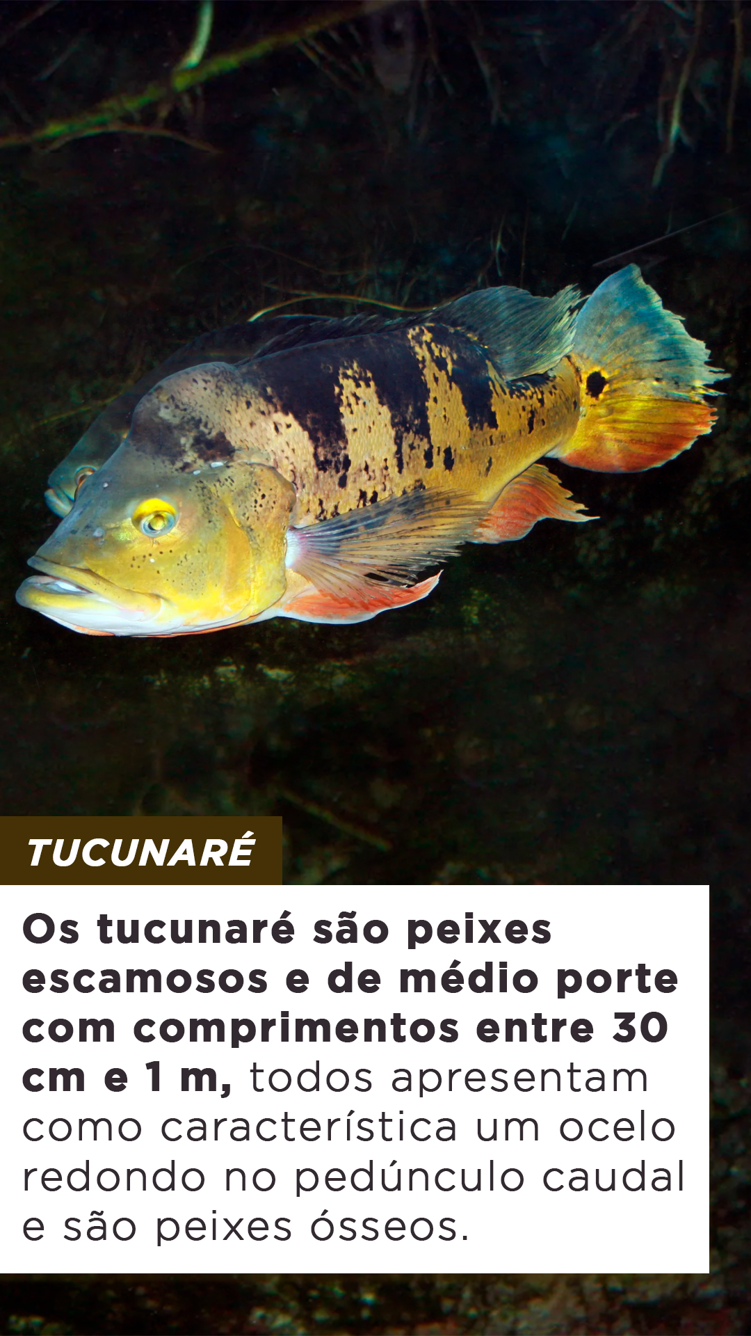 Tipos De Peixe Em Risco De Extin O No Araguaia Blog Do Pescador