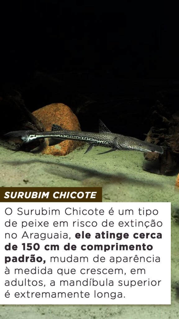 Tipos De Peixe Em Risco De Extin O No Araguaia Blog Do Pescador