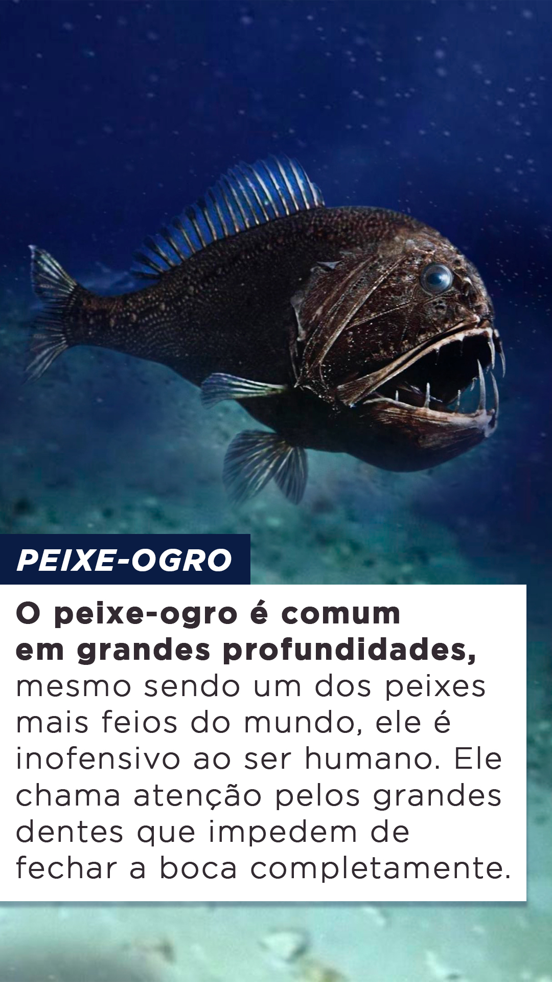 Top Esp Cies De Peixes Mais Feios Do Mundo Blog Do Pescador