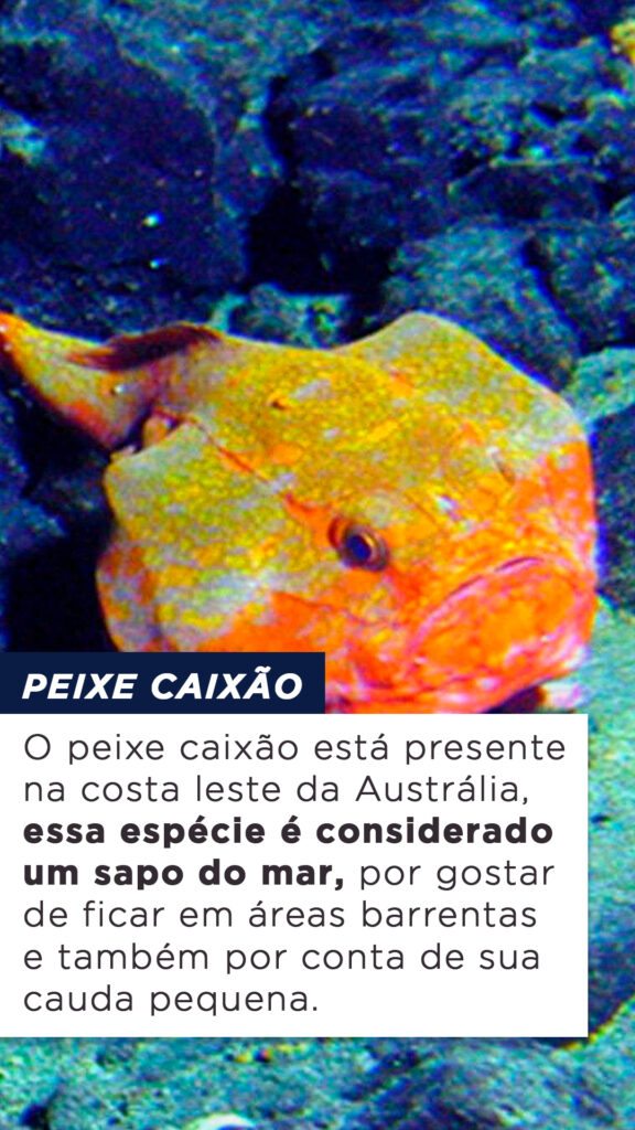 Top Esp Cies De Peixes Mais Feios Do Mundo Blog Do Pescador