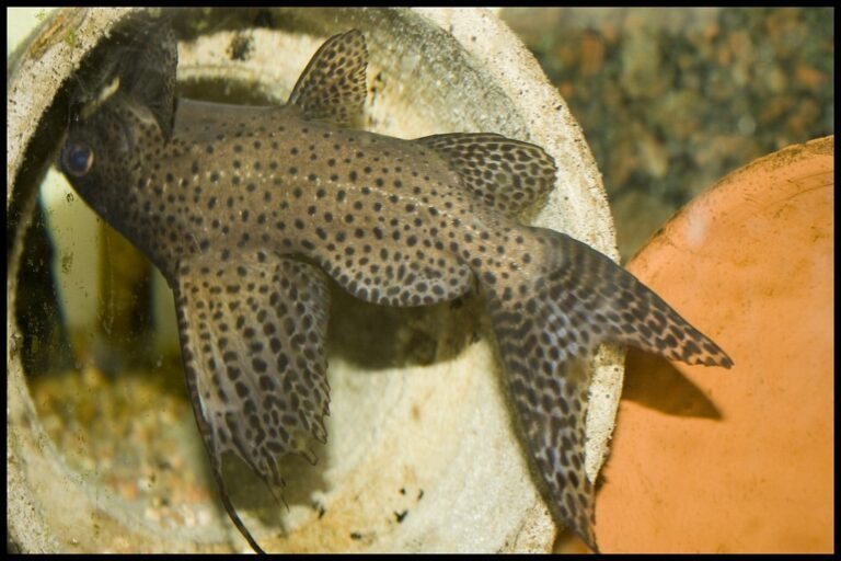 Peixe Gato Invertido Caracter Sticas Alimenta O Habitat E Onde