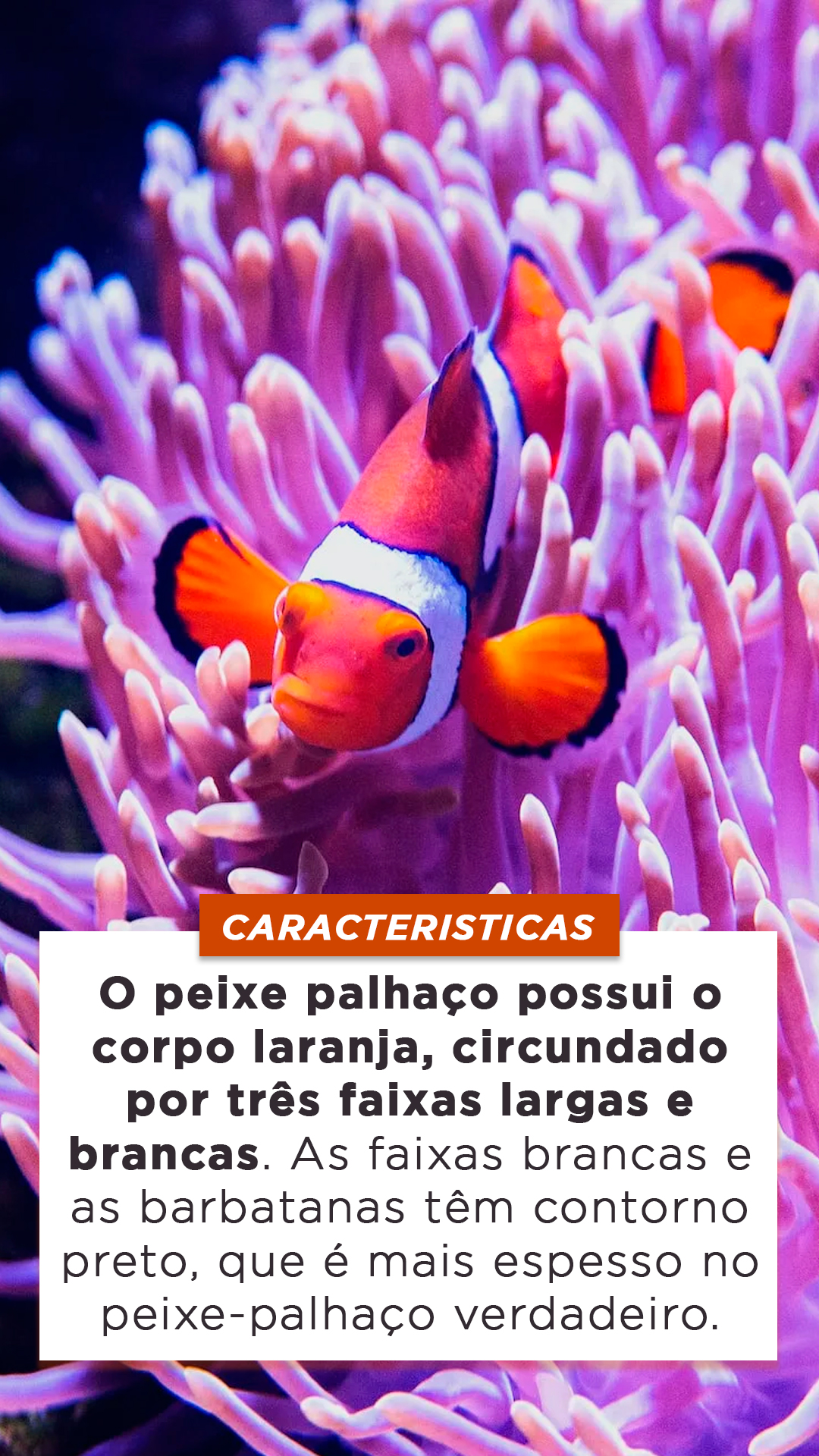 Peixe Palha O Origem Caracter Sticas Reprodu O Alimenta O