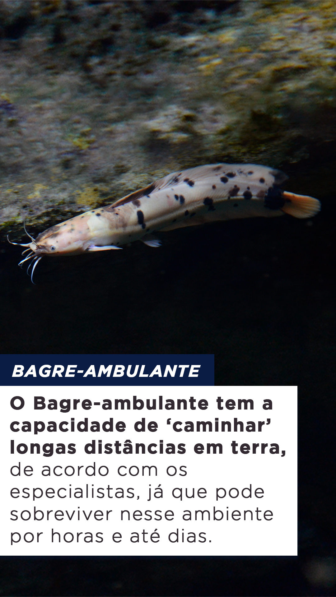 Tipos De Peixes Que Respiram Fora Da Gua Blog Do Pescador