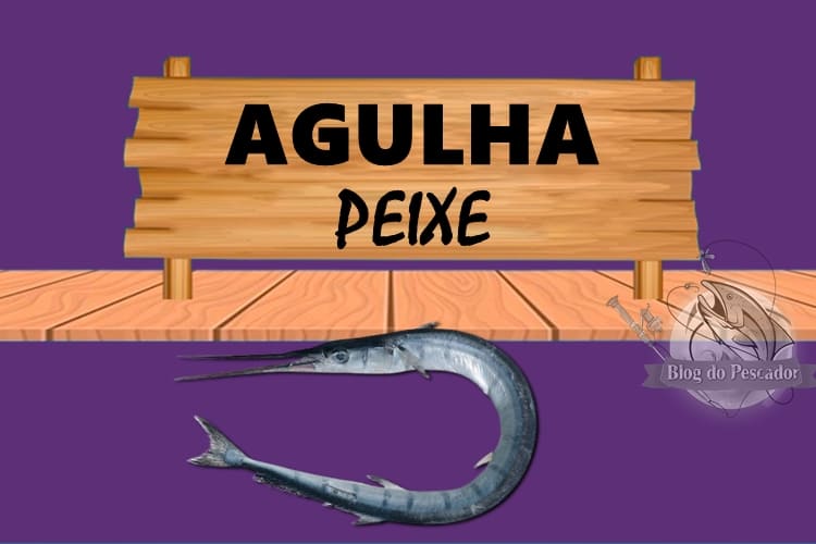 Peixe agulha