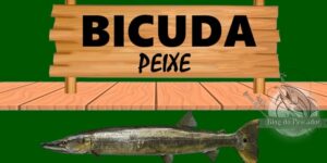 Bicuda peixe