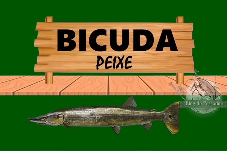 Bicuda peixe