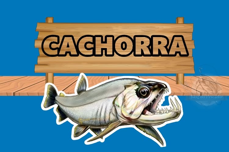 Cachorra peixe