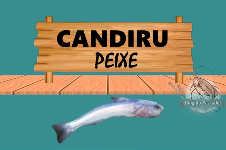 Candiru peixe