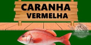 Caranha vermelha