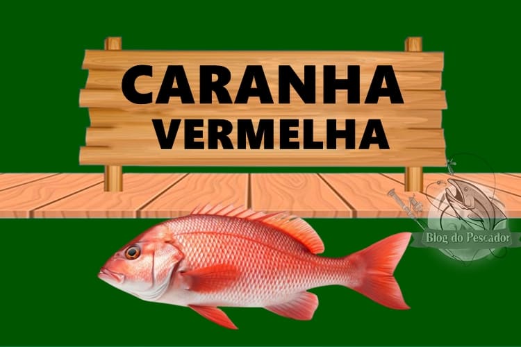 Caranha vermelha