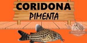 coridora pimenta peixe