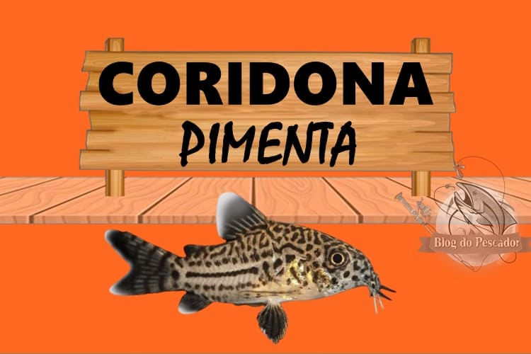 coridora pimenta peixe