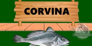 Corvina peixe