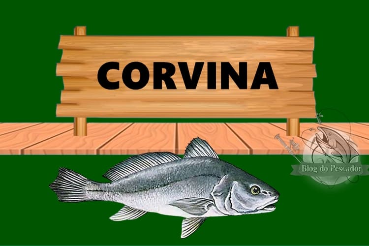 Corvina peixe