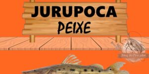 Jurupoca peixe