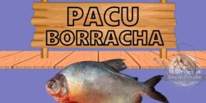 Pacu borracha