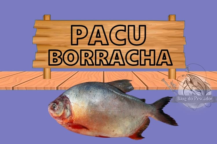 Pacu borracha