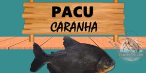 Pacu caranha peixe