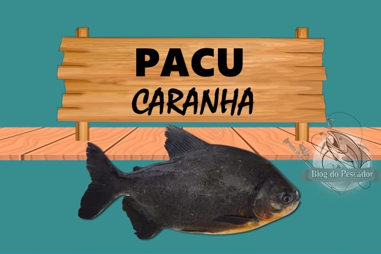 Pacu caranha peixe