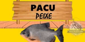 Pacu peixe