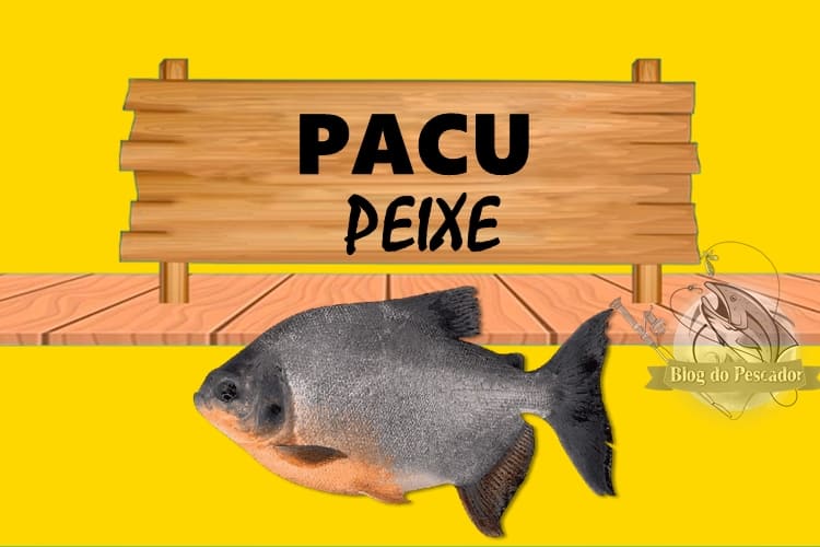 Pacu peixe