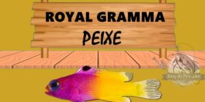 peixe Royal gramma 