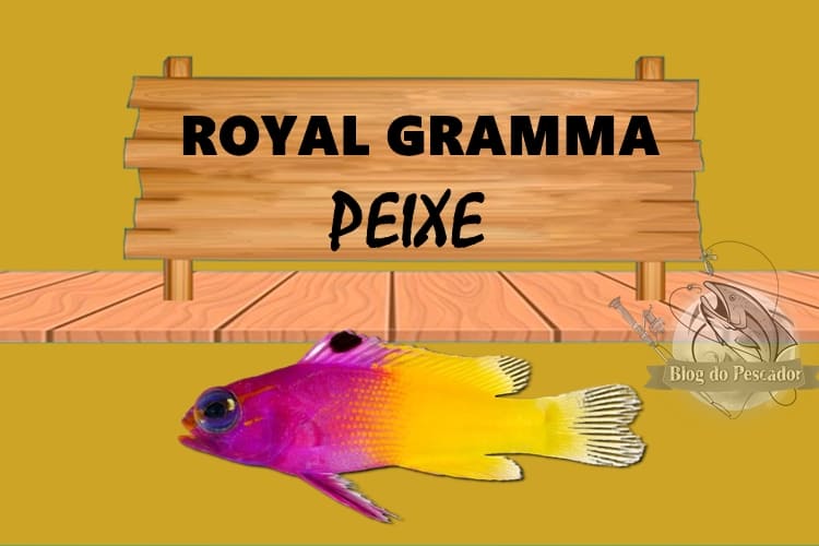 peixe Royal gramma 