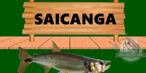 Saicanga peixe