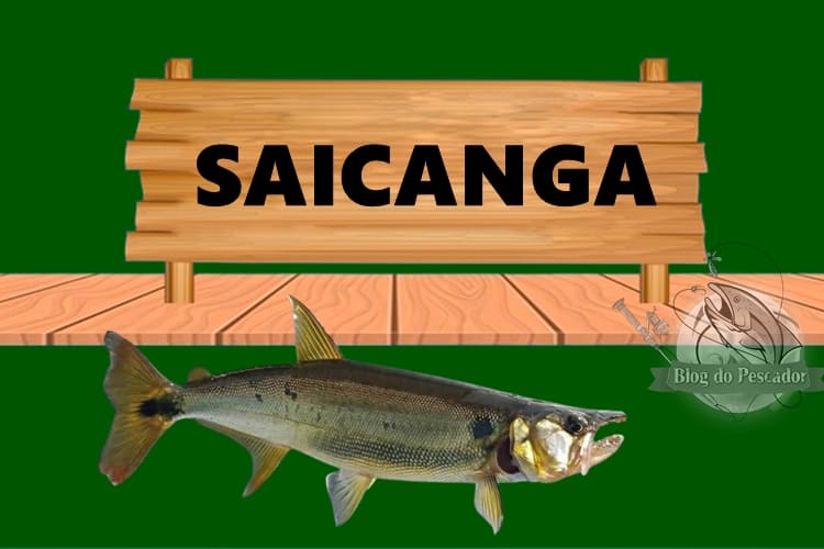 Saicanga peixe