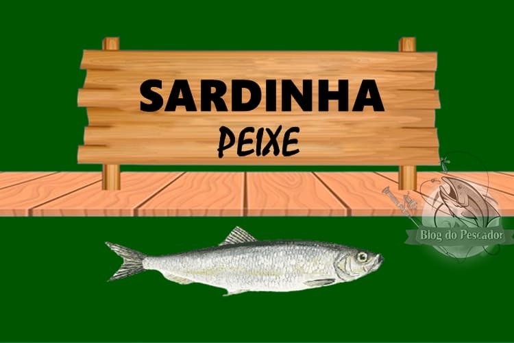 Sardinha peixe