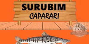 Surubim caparari