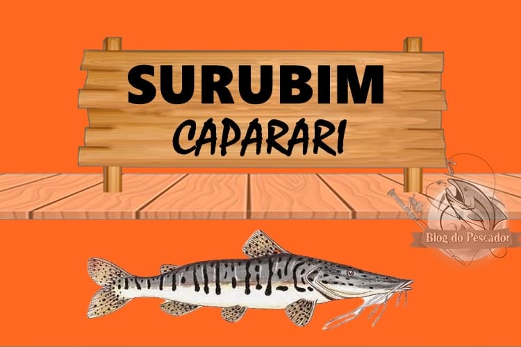 Surubim caparari