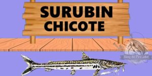 Surubim chicote