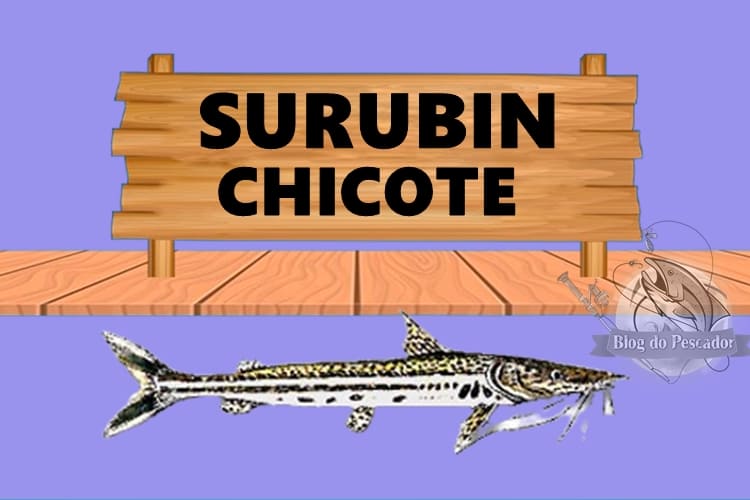 Surubim chicote