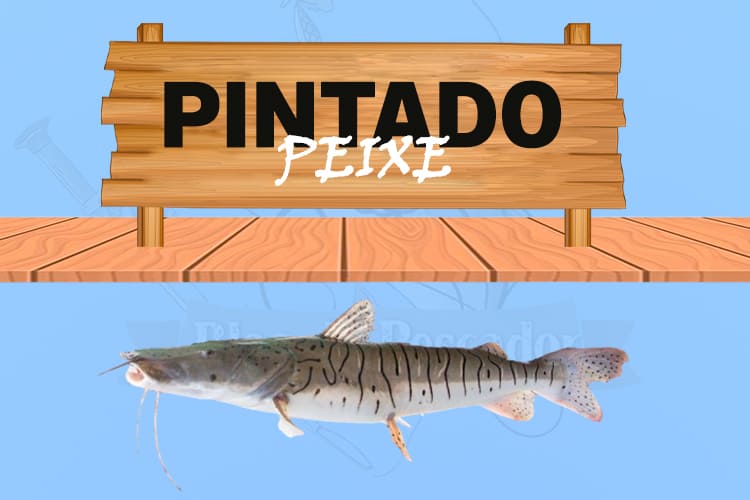 Surubim pintado peixe