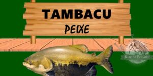 Tambacu peixe