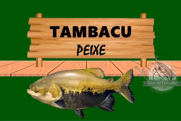 Tambacu peixe