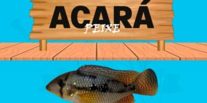 acara peixe