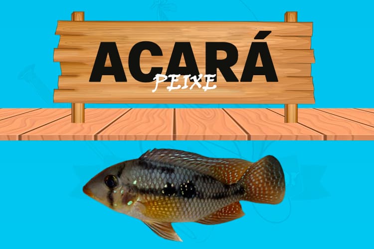 acara peixe