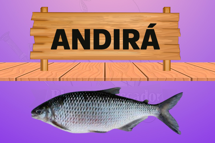 andira