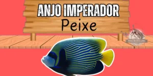 Anjo imperador peixe