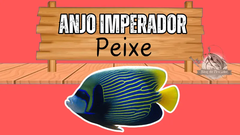 Anjo imperador peixe