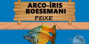 Arco íris boesemani peixe